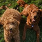 🧡OAKLEY & DAISY💜 - @oakleyanddaisydood - Instagram