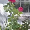 margarita 🌼 - @daisyocasio54 - TikTok