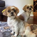 Poppy And Daisy OConnor - @shihsandgiggles - Instagram