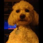 Daisy Odell - @squirrels_are_awesome6 - Instagram