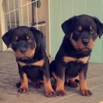 Odell and Daisy ❤ - @odell.and.daisy - Instagram