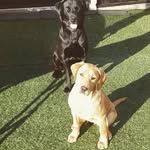 Daisy Oleary - @lacy_law_290 - Instagram