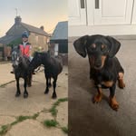 Daisy O’Leary - @muddy_mutts_and_messy_manes - Instagram