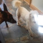 Daisythedog - @_daisyoleary_ - Instagram