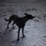 Daisythedog - @daisyoleary2018 - Instagram