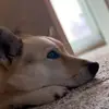 Daisy boo - @daisy_olsen - TikTok
