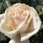 Daisy Olsen - @daisy_olsen_photography45 - Instagram