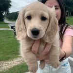 Daisy Golden Szaro O'Neill - @daisy_golden_dach - Instagram