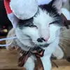 Daisy O'Neill - @daisy.oneill1 - TikTok