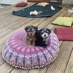 Dexter & Daisy Taggart O’Neill - @daisy_anddexter - Instagram