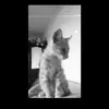 Daisy - @daisyorellana01 - TikTok