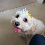 Daisy Osborne - @missdaisydoodles - Instagram