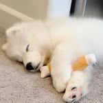 Daisy osmanthus - @daisyosmanthus - Instagram
