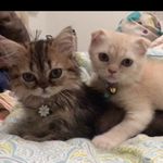 🐾 Ozzy & Daisy 🌼Scottish Folds - @oswaldlovesdaisy - Instagram