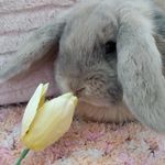 @daisy_and_oswald - Instagram