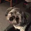 Daisy Oz - @daisy.oz6 - TikTok