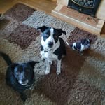 Daisy, Ozzy And Cooper! 🐶🐶🐶💜💙 - @adventures_of_daisyoz_coop - Instagram