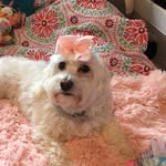 🐶Daisy🐶 - @daisy.pace - Instagram