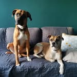 Daisy&Pace - @daisyetpace - Instagram