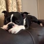 Daisy Pacheco-Bulley - @daisythebostonterrier211 - Instagram