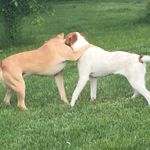 Daisy And Roxi Pack - @daisy_and_roxi - Instagram