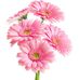 Daisy Padin - Facebook