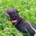 Daisy Pointer - Facebook