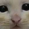 DaisyPalow - @daisypalow - TikTok