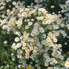 Daisy Pan - @daisy.pan1 - TikTok