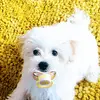Daii - @daisypantoja01 - TikTok