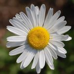 Daisy Parks - @hi_im_daisyparks - Instagram