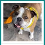 Daisy De Parnell - @miss.daisy.doggie - Instagram