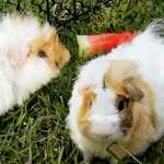 Daisy Parrish - @rodney_and_aries_theguineas - Instagram