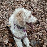 Darla Daisy Dukey Partridge - @darla_darla__b - Instagram