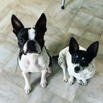 Daisy & Patrick 🐾 - @_daisy_patrick_ - Instagram