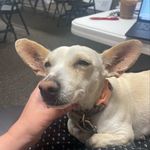 Daisy Bean Miller Patrick - @daisydog_i_love - Instagram