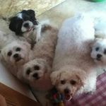 Daisy Patrick - @daisythedoggi1 - Instagram