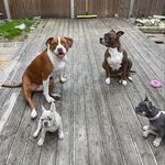 Patrick & Daisy - @patrickndaisy - Instagram