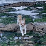 Daisy bell pattison 🐕🐶 - @xo_daisybell_xo - Instagram