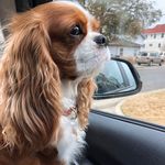 daisy paulson - @daisyloveskangaroomeat - Instagram