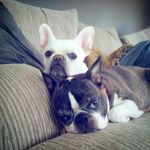 Daisy, Payton, & Stella - @2blondes.and.a.brindle - Instagram