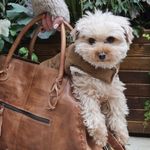 dasiy payton💫🐶 - @itsdaisypayton - Instagram