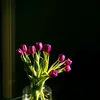 D.aisyPeacock - @d.aisypeacock - TikTok