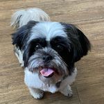 Daisy thor millan seimbida peck - @diasy.doo - Instagram