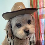Daisy - @daisy_peekaboo - Instagram