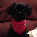 Daisy - @daisy_the_peekapoo_puppy - Instagram