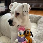 Daisy May 🎀 - @daisy_may_pelaez - Instagram