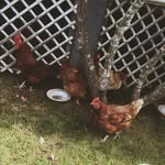 🐔 Daisy, Penny, Rosie 🐔 - @homelayinghens - Instagram