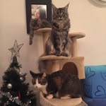 ❤️🐱 DAISY PENNY ZLATAN 🐱❤️ - @daisy.penny.zlatan - Instagram