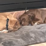 @daisy._.penny - Instagram